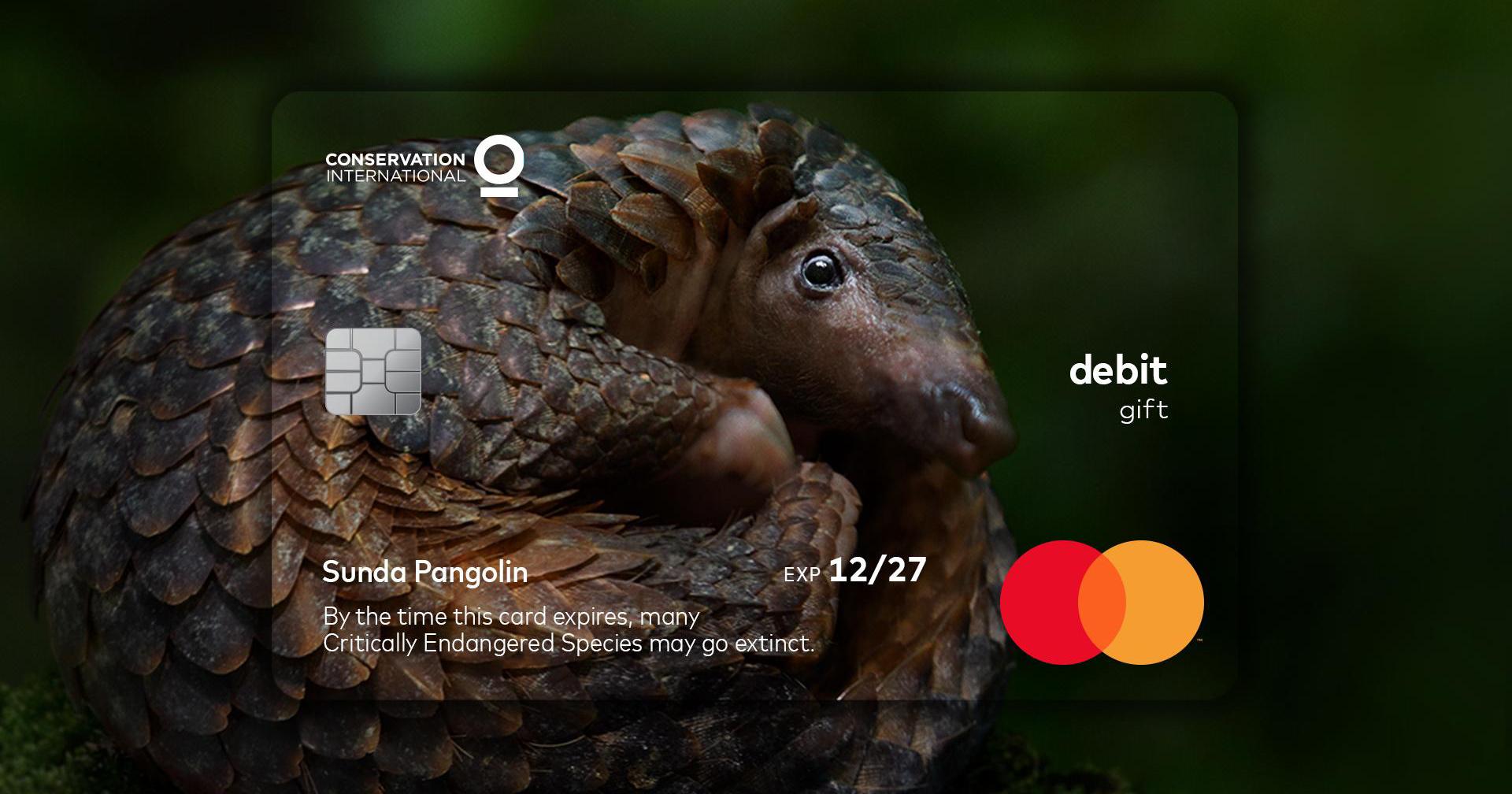 MasterCard biến ngày hết hạn thẻ thành thông điệp bảo vệ động vật quý hiếm 