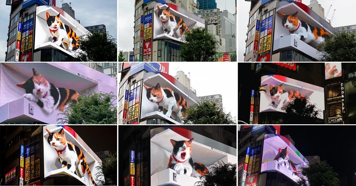 Ấn tượng với chú mèo 3D khổng lồ trên Billboard LED tại Ga Shinjuku (Nhật Bản)