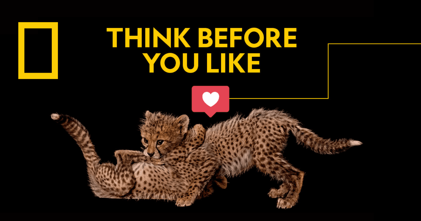 Chiến dịch kêu gọi mọi người cân nhắc trước khi nhấn “like” để bảo vệ loài báo của National Geographic  
