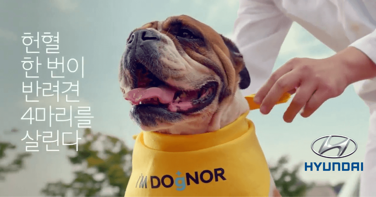 [2020 Epi Award Korea] Gold Winner, Hyundai và Chiến dịch CSR "I’m DOgNOR: Tôi tự hào là một chú chó hiến máu"