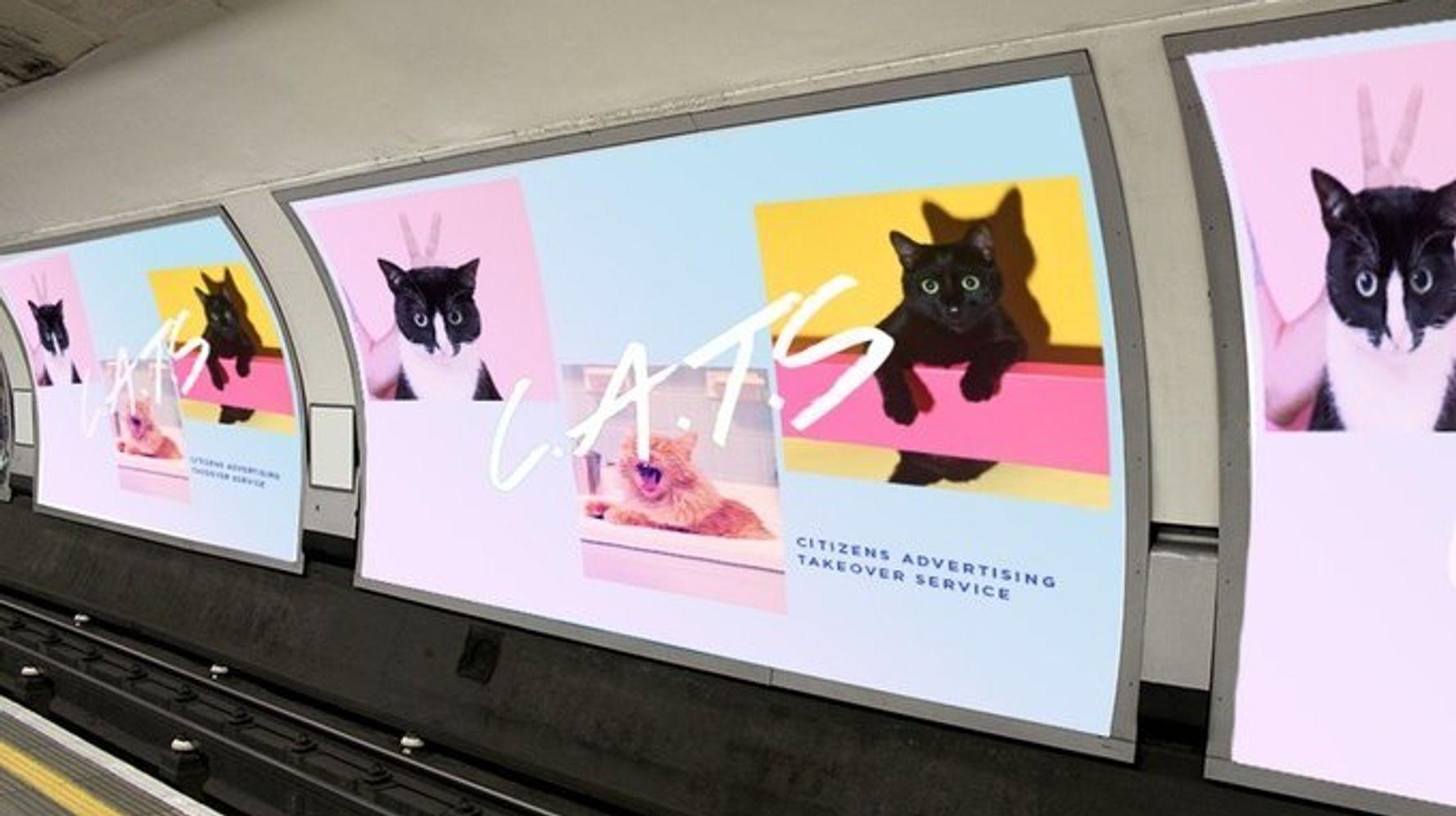 Dự án #CatsNotAds thay thế quảng cáo bằng hình ảnh những chú mèo để lan tỏa niềm vui đến cộng đồng