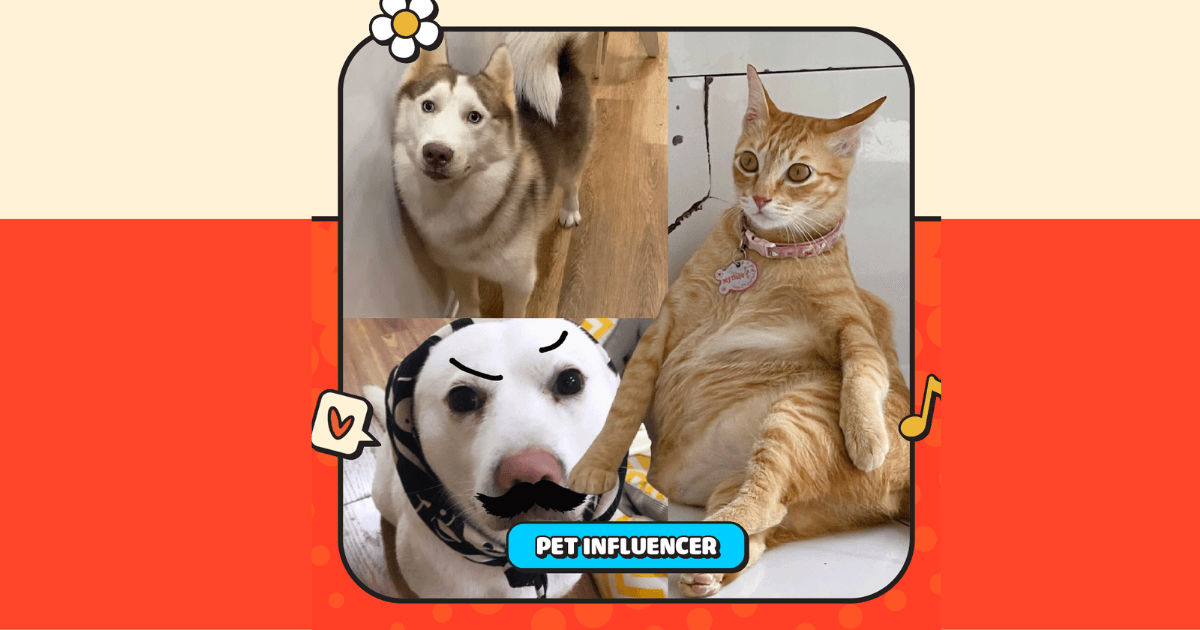 Pet Influencer: Khi thú cưng trở thành nguồn cảm hứng và có sức ảnh hưởng không kém cạnh bất kỳ một influencer nào